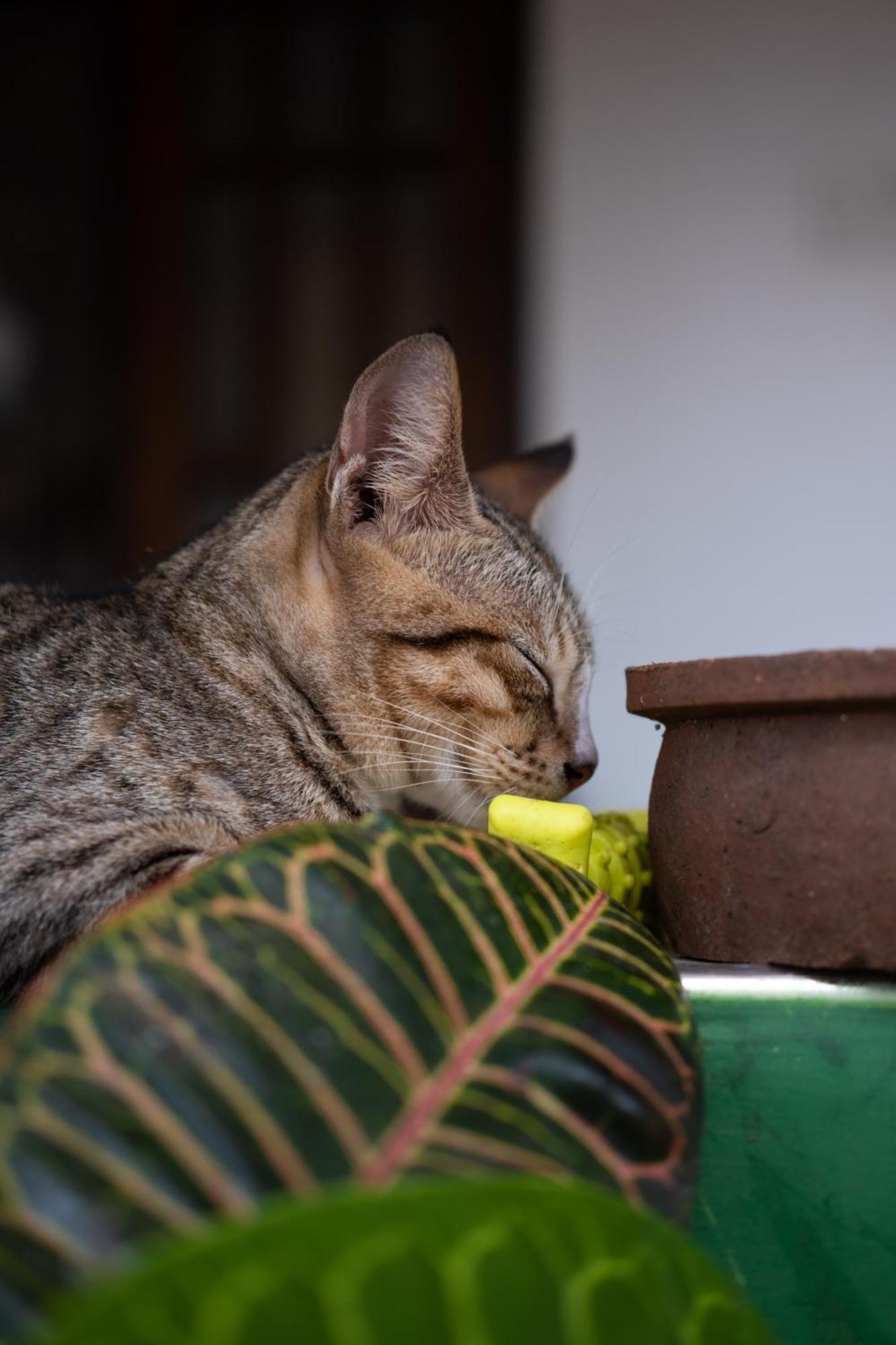 טרינקומאלה Alass Ga For Pets Lovers מראה חיצוני תמונה
