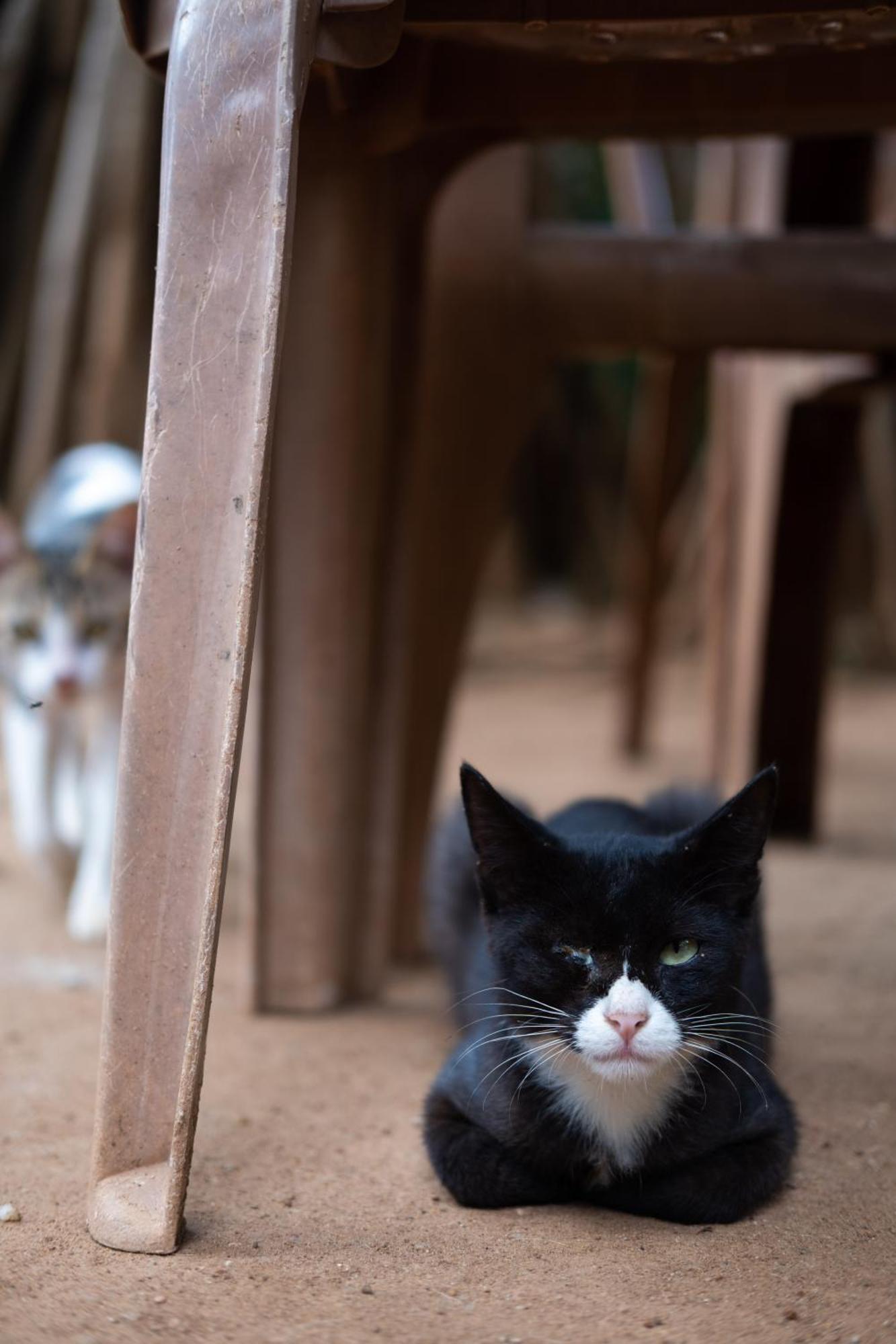 טרינקומאלה Alass Ga For Pets Lovers מראה חיצוני תמונה