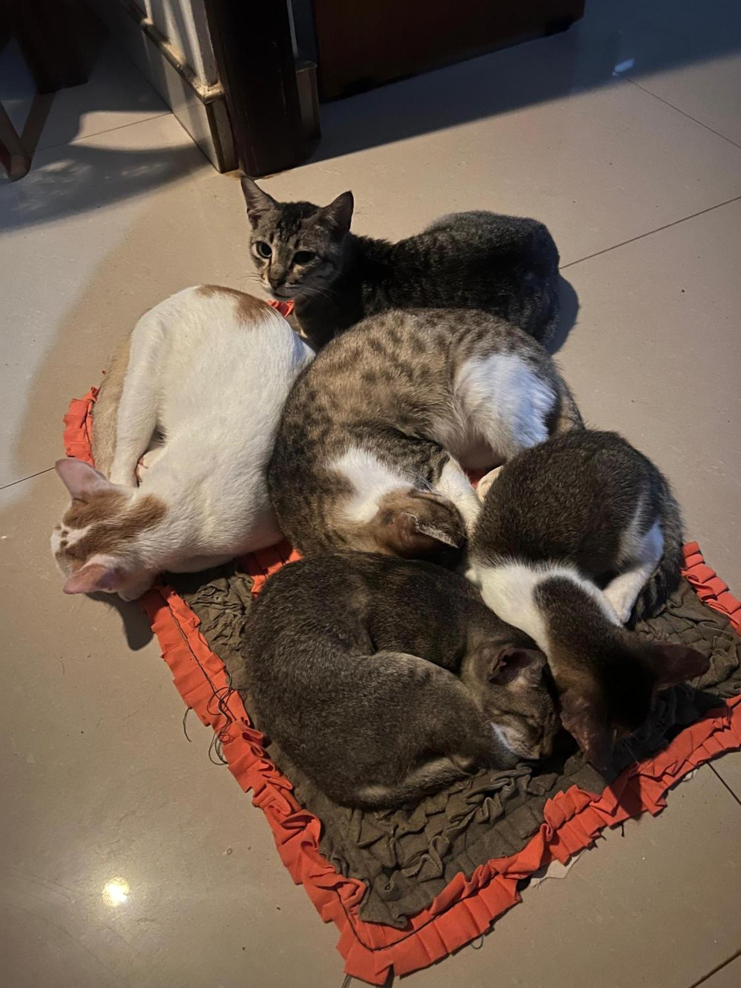 טרינקומאלה Alass Ga For Pets Lovers מראה חיצוני תמונה