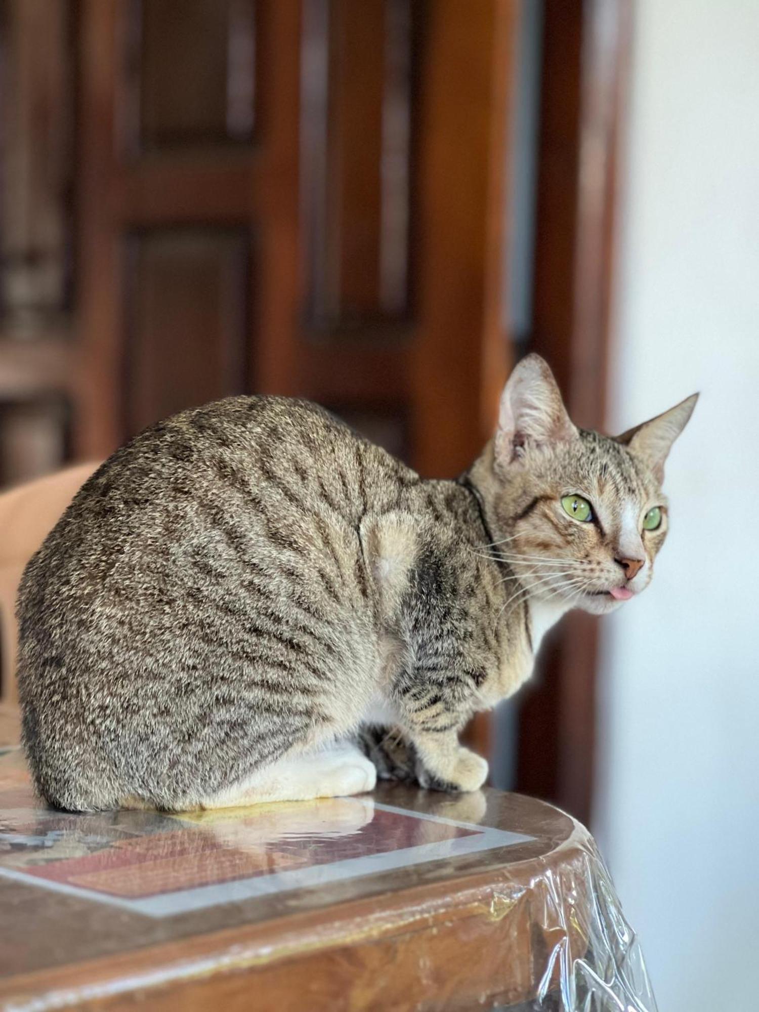 טרינקומאלה Alass Ga For Pets Lovers מראה חיצוני תמונה