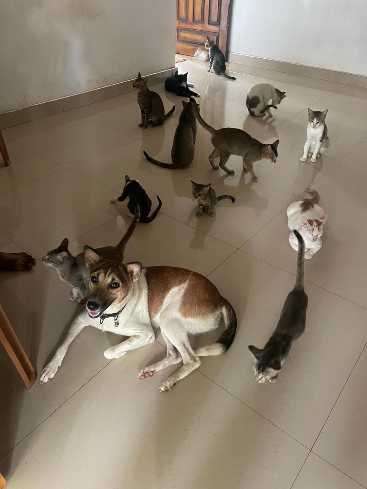 טרינקומאלה Alass Ga For Pets Lovers מראה חיצוני תמונה