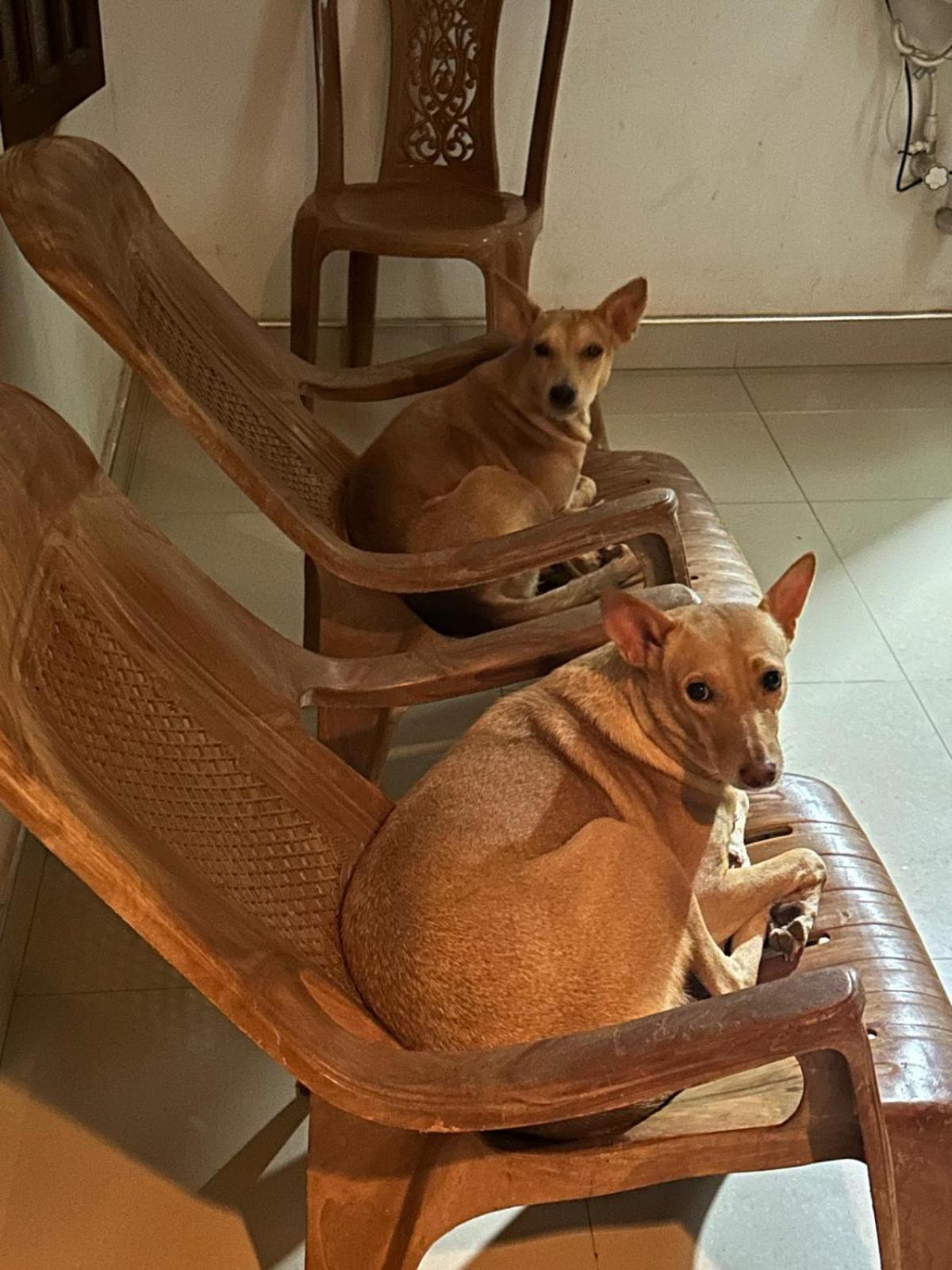 טרינקומאלה Alass Ga For Pets Lovers מראה חיצוני תמונה