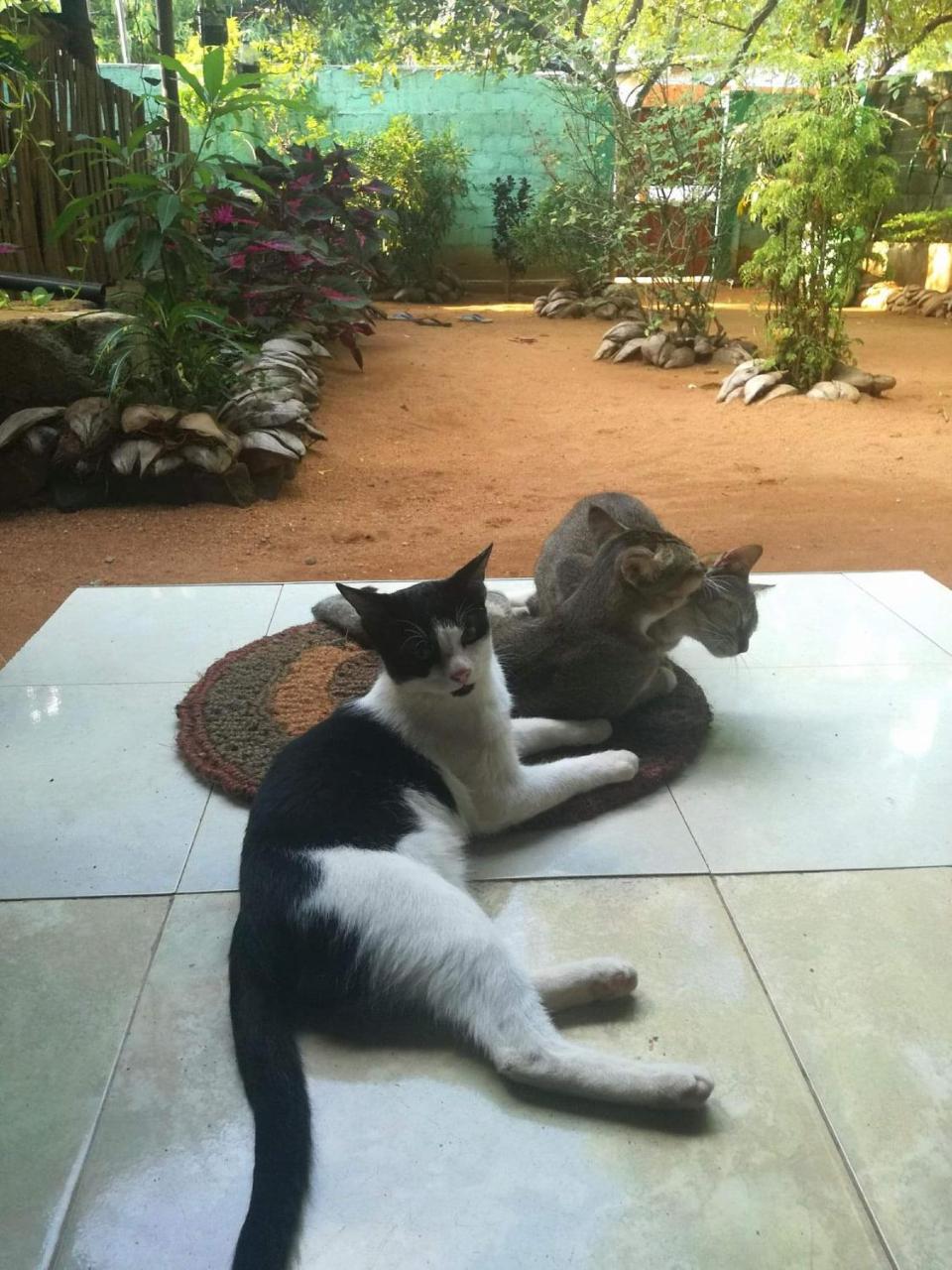 טרינקומאלה Alass Ga For Pets Lovers מראה חיצוני תמונה