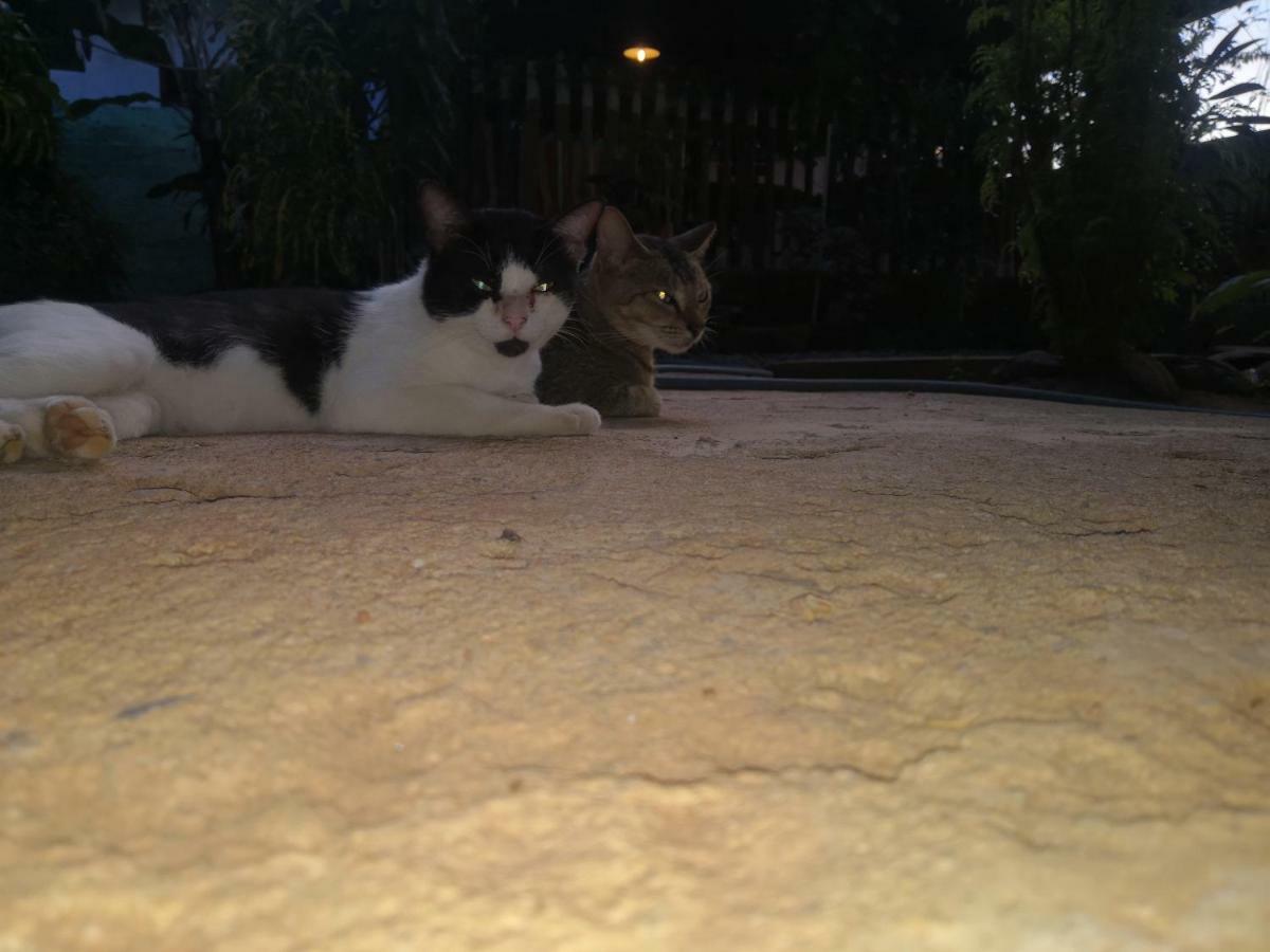 טרינקומאלה Alass Ga For Pets Lovers מראה חיצוני תמונה
